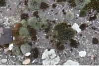 Photo Texture of Mossy 0005